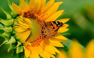 Butterfly sunflower field summer vibrant - a butterfly free wallpaper for desktop