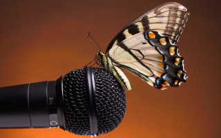 Butterfly microphone ecological art macro - a microphone in front free wallpaper for desktop