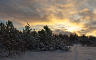 Snowy path forest trees cloudy - ada hill walker free wallpaper