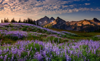 Wildflower mountains cloudy sunset bush - free summer wallpaper for desktop