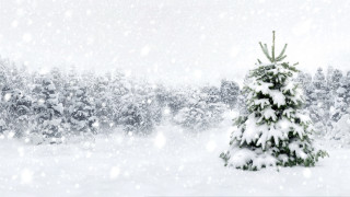 Small christmas tree snowy forest - a small christmas tree free wallpaper
