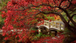 Bridge pond autumn leaves impessionist - red leaf free wallpaper