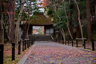 Forest path autumn leaves kyoto - a path in a forest free wallpaper