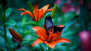 Butterfly flower garden orange green - free bird wallpaper