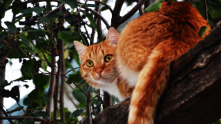 Serious cat on branch carlos - fauvism free wallpaper