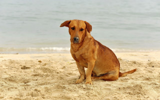 Dog beach ocean sand sky - single body free wallpaper