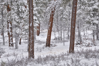 Snowy forest bushes snowflakes autumn - ansel adams free wallpaper