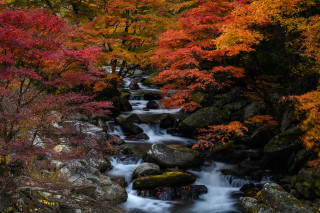 Autumn forest stream leaves fire - rich deep color free wallpaper