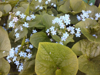 Blue flowers green leaves floral - a planter free wallpaper