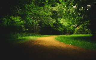 Dirt road forest trees person - a dirt road in the middle of a forest free wallpaper for desktop