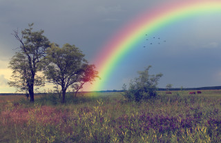 Rainbow field trees cows birds - over a field free wallpaper