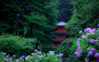 Pagoda forest purple flowers green - green tree free wallpaper