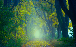 Forest path yellow leaves light - the path free wallpaper
