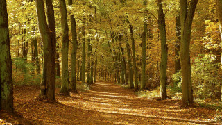 Forest path bench arts and - a path in a forest free wallpaper