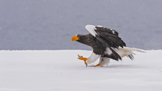 Bald eagle landing snowy ground - bald free wallpaper
