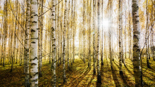 Grove sunshine yellow leaves naturalism - a grove of trees free wallpaper
