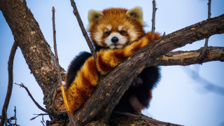Red panda tree blue sky - tail free wallpaper