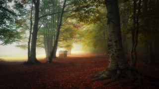 Cabin woods fog sunlight magic - magical atmosphere free wallpaper