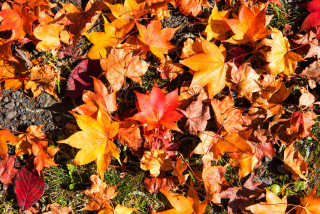 Autumn leaves butterflies fire bug - free autumn wallpaper