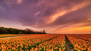 Flower field sunset windmill impressionist - a field of flowers free wallpaper for desktop