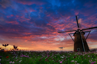 Windmill field flower sunset pink - impressionism free wallpaper