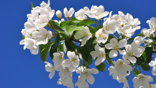 White flowers blooming branch blue - white flower free wallpaper