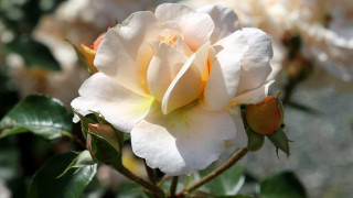 White rose yellow center garden - a white rose free wallpaper