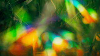 Blurry bird branch colorful leaves - chromatic free wallpaper