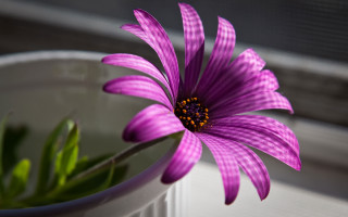 Purple flower white bowl windowsill 2 - a white bowl free wallpaper