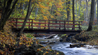Bridge forest fall leaves cityscape - free spring wallpaper