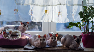 Hairless cats cushion window potted - plant free wallpaper