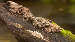 Frogs branch moss forest macro - a tree branch in the forest free wallpaper for desktop