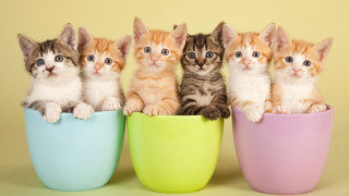 Kittens row cup yellow background - a table free wallpaper