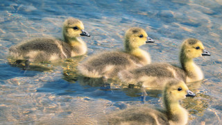 Ducks lake water animals impressionist - free spring wallpaper