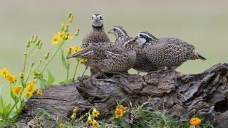 Three birds flower field grass - three bird free wallpaper