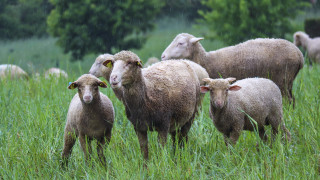 Sheep green field raindrops australian - a herd of sheep free wallpaper