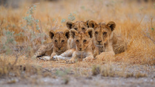 Three lions grass wildlife photography - looking free wallpaper for desktop