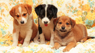 Three puppies floral blanket smiling - their face free wallpaper