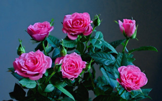 Pink roses vase leaves dark - pink rose free wallpaper