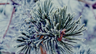 Pine tree snow ice bokeh - a pine tree free wallpaper