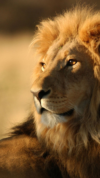 Lion mane big face wildlife - free 3d render wallpaper for mobile