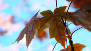 Leaf hanging branch blue sky - shallow free wallpaper
