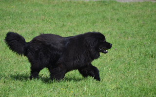 Black dog green field frisbee - edwin landseer free wallpaper