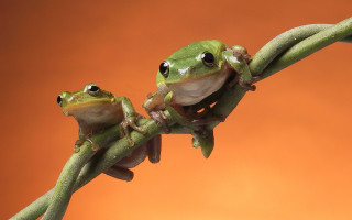 Frogs branch orange background macro - a branch free wallpaper