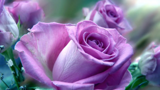 Pink roses water droplets macro 3 - pink rose free wallpaper