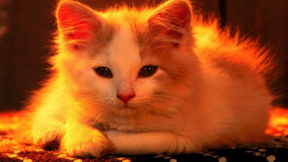 Cat glowing orange fire autumn - warm free wallpaper