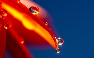 Red flower water drops blue - petal free wallpaper