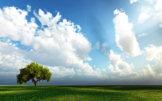 Lone tree field cloudy sky 16 - free summer wallpaper