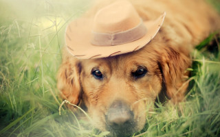 Dog cowboy hat laying grass - a cowboy hat free wallpaper