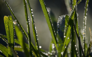 Dew grass closeup macro nature - dew free wallpaper